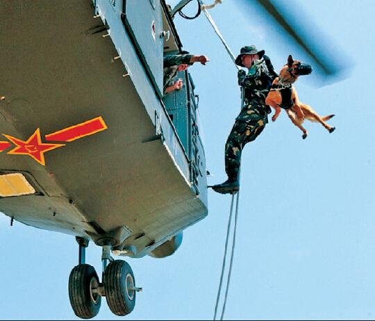 中国军犬奇葩:排队打饭玩空降、帮人洗澡_军事频道